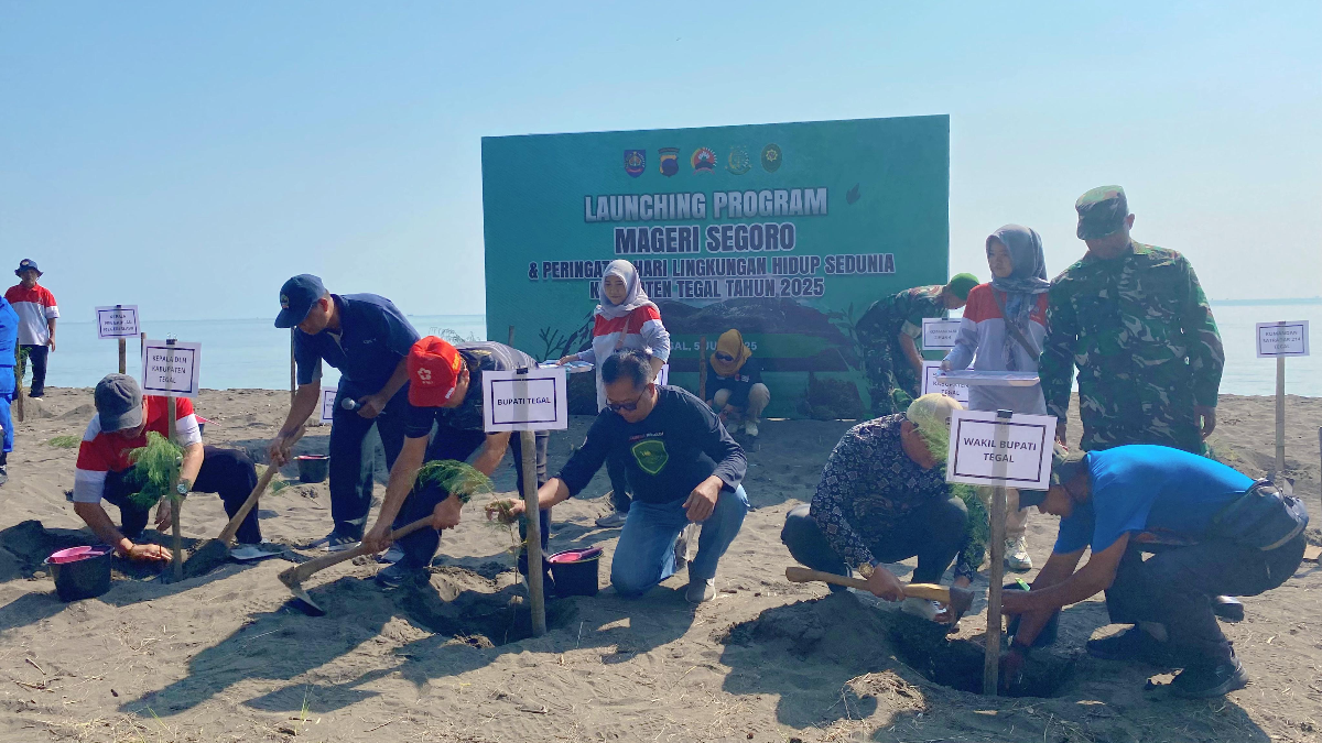 Sukseskan Launching Program Mageri Segoro, Pemerintah Kabupaten Tegal Tanam 1000 Pohon Cemara Laut